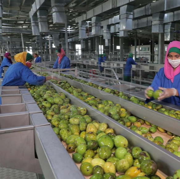 Fresh Fruit Juice Processing Plant Tanaman pemrosesan jus buah segar