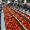 Jalur produksi tomat