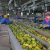 Jalur Produksi Mangga