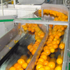 Jalur produksi jeruk/jeruk keprok/lemon