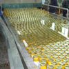 Jalur produksi cabai